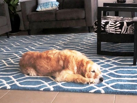Pet dog enjoying a clean rug